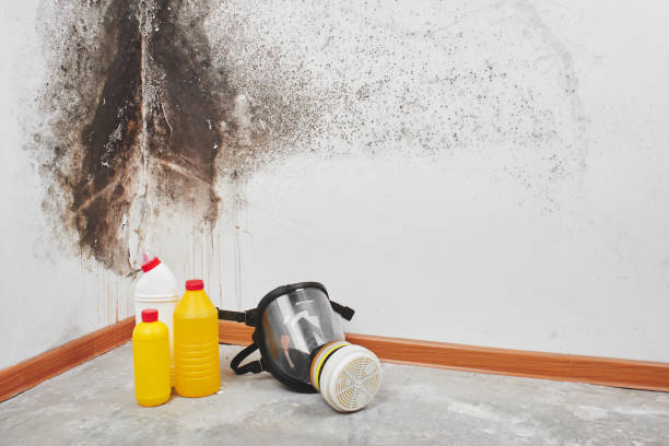Best Mold Removal Process  in Mendota, CA