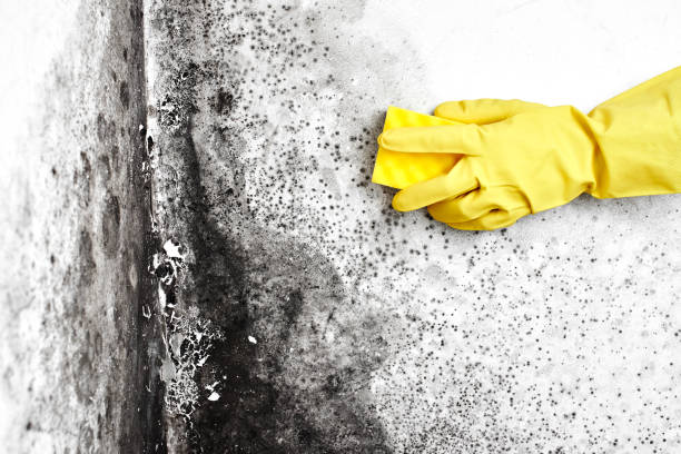Best Black Mold Removal  in Mendota, CA