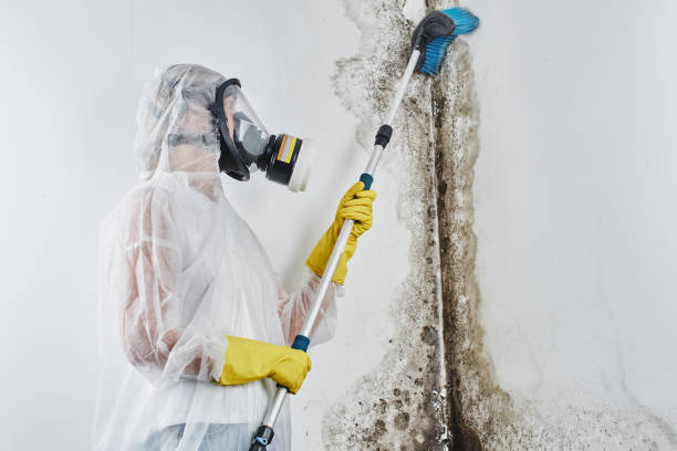 Mold Removal Process in Mendota, CA