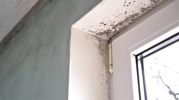 Best Fast Mold Removal  in Mendota, CA