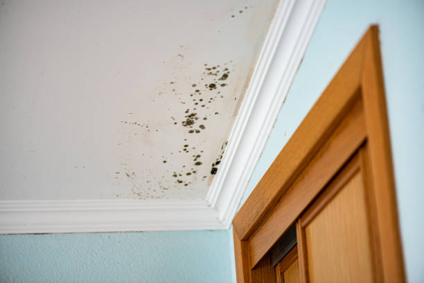 Best Attic Mold Removal  in Mendota, CA