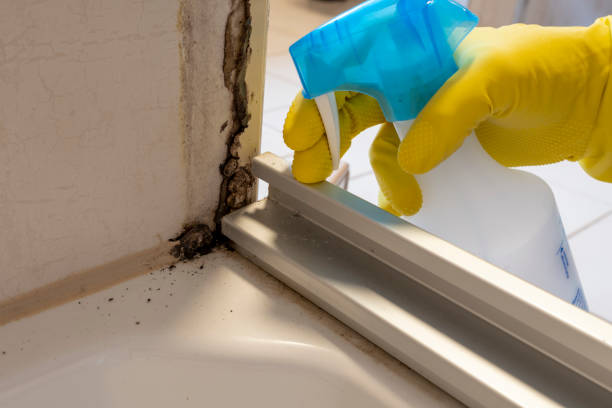 Best Mold Remediation Experts  in Mendota, CA