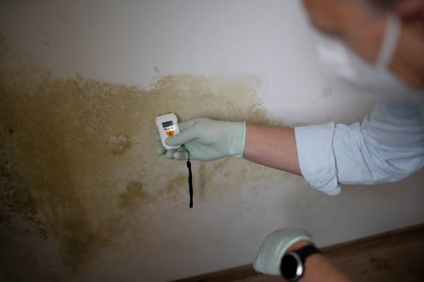 Best Home Mold Removal  in Mendota, CA