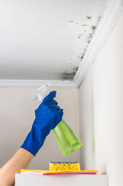 Home Mold Removal in Mendota, CA