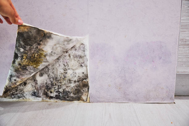 Mold Testing and Removal in Mendota, CA